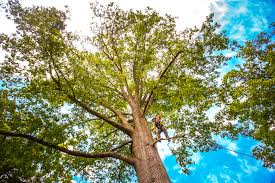 Seasonal Cleanup in Florissant, MO